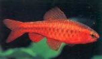 barbus titteya1